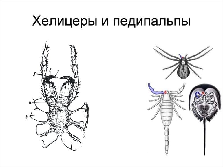 Ноги паукообразных — описание, особенности строения и количество