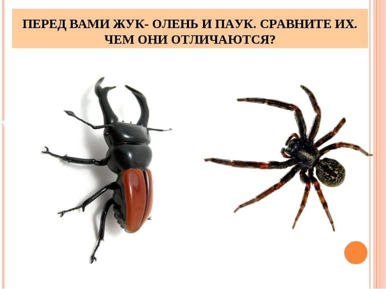 Ноги паукообразных — описание, особенности строения и количество