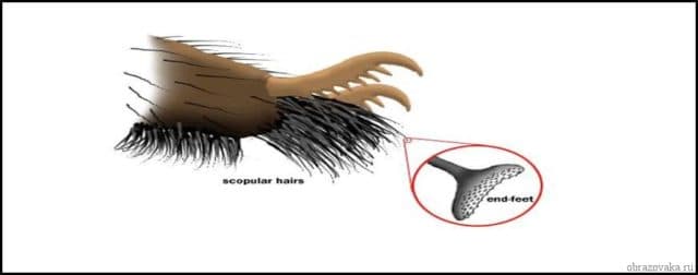 Ноги паукообразных – сколько пар конечностей имеют, ходильные ноги
