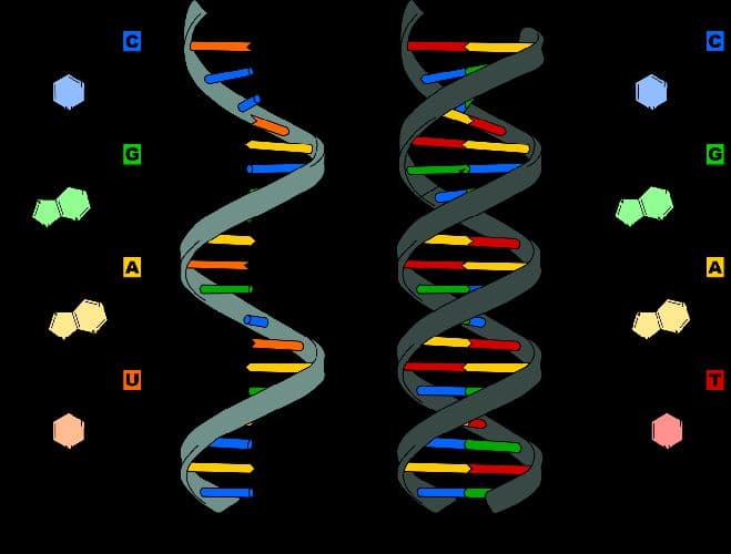 Нуклеиновые кислоты – определение в биологии (9 класс)