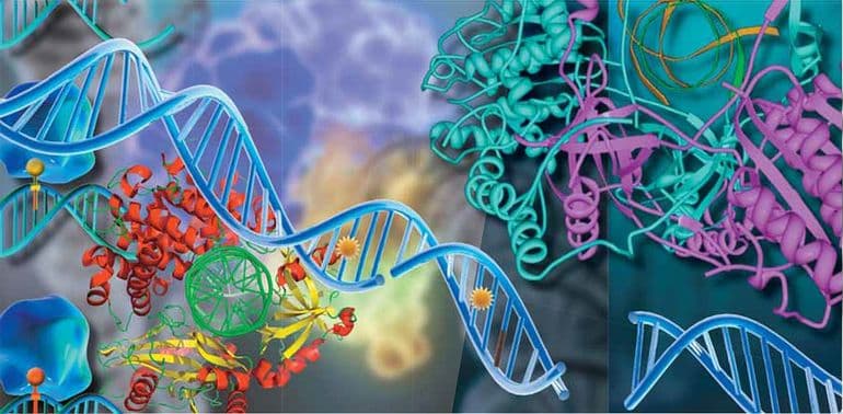 Нуклеиновые кислоты &mdash; виды, строение и функции