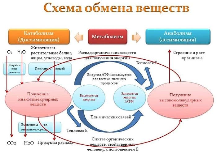 Обмен веществ и энергии в клетке – основное свойство превращения