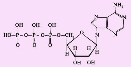 Обмен веществ и энергии в клетке – основное свойство превращения