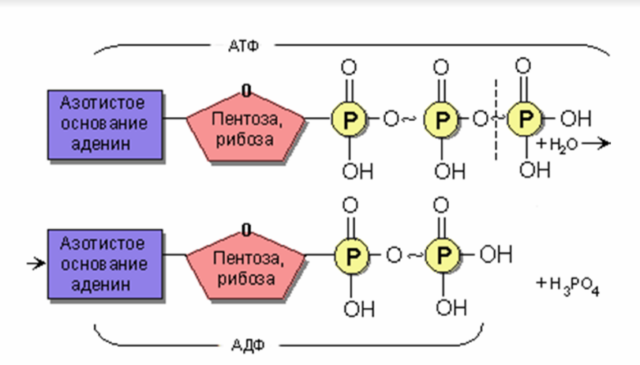 Обмен веществ и энергии в клетке – превращение и преобразование кратко