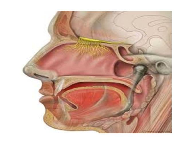 Обоняние и вкус (биология, 8 класс)
