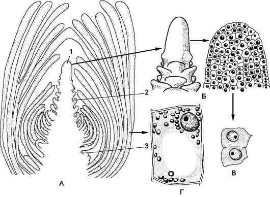 Образовательная ткань растений (меристема) &ndash; основные функции