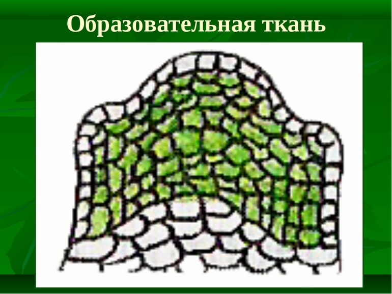 Образовательная ткань растений — строение, классификация и функции