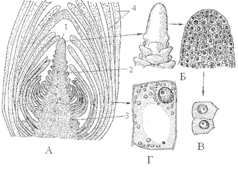 Образовательная ткань растений — строение, классификация и функции