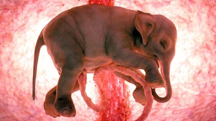 Общая характеристика млекопитающих как класса