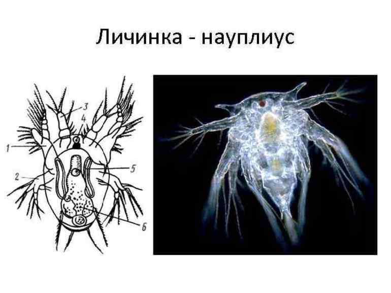 Общие систематические признаки членистоногих — строение представителей класса