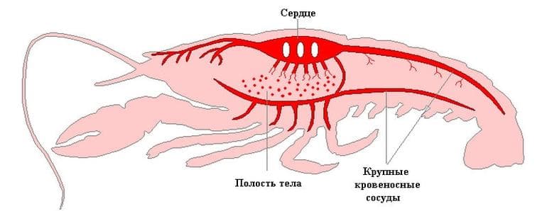 Общие систематические признаки членистоногих — строение представителей класса