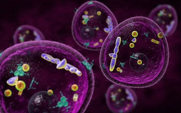 Одноклеточные организмы &mdash; строение , формы и признаки представителей