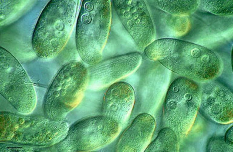 Одноклеточные организмы &mdash; строение , формы и признаки представителей