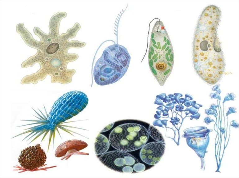 Одноклеточные организмы &mdash; строение , формы и признаки представителей