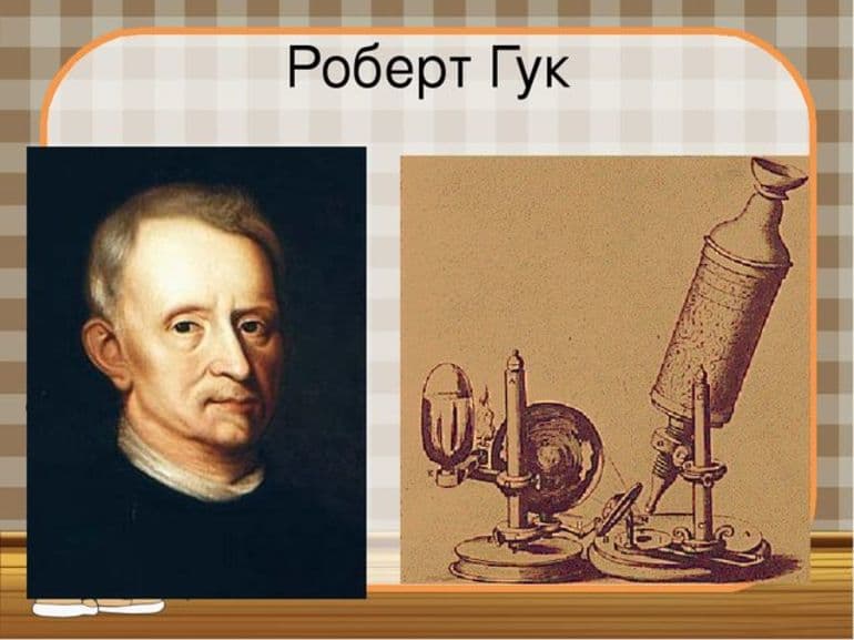 Одноклеточные организмы &mdash; строение , формы и признаки представителей