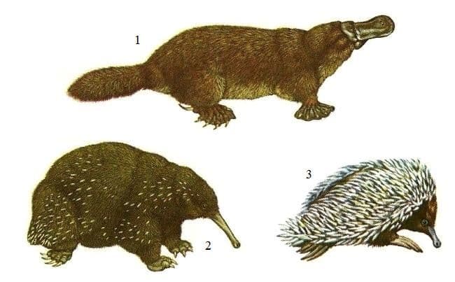 Однопроходные млекопитающие (яйцекладущие)