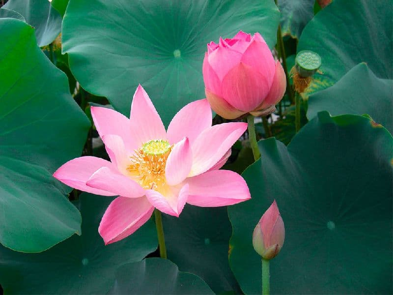 Охраняемые виды покрытосеменных растений (биология, 5 класс)