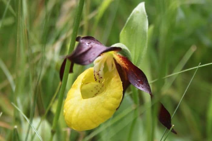 Охраняемые виды покрытосеменных растений (биология, 5 класс)