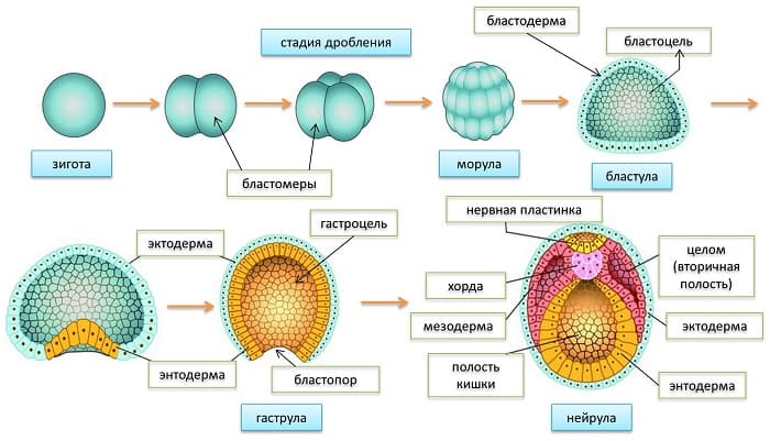 Онтогенез &mdash; определение, типы, этапы развития