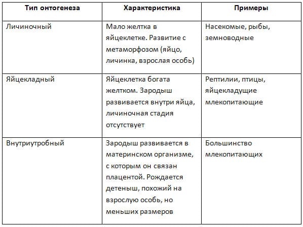 Онтогенез &mdash; определение, типы, этапы развития