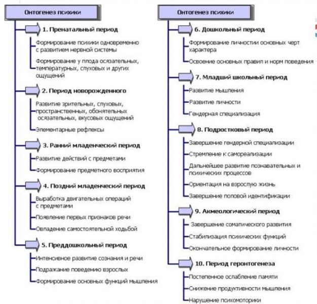 Онтогенез &mdash; определение, типы, этапы развития