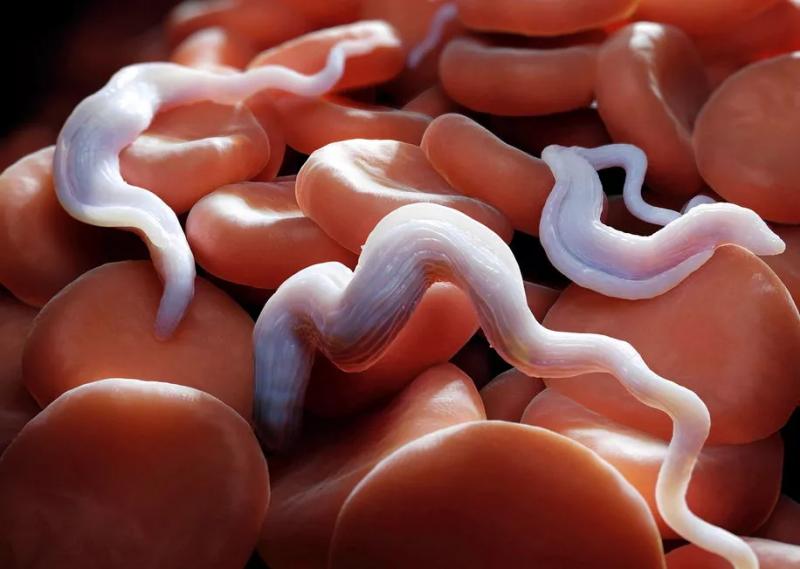 Описание класса Жгутиковых: представители и их особенности