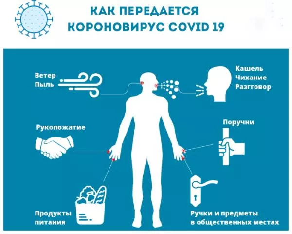 Описание семейства коронавирусов: строение, штаммы, COVID-19