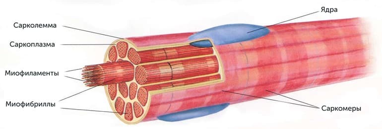 Органоиды движения &mdash; строение, характеристики и функции