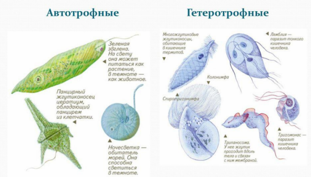 Органоиды движения – строение и функции у одноклеточных