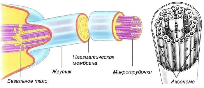 Органоиды движения – строение и функции у одноклеточных