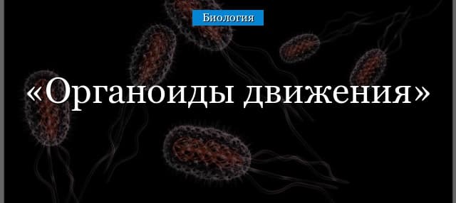 Органоиды движения – строение и функции у одноклеточных