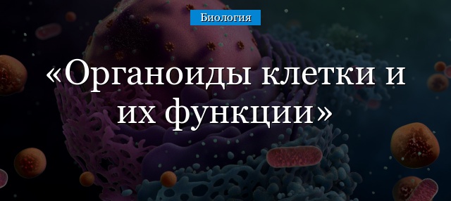 Органоиды клетки и их функции – что такое, строение, характеристика, описание и виды кратко (9 класс, биология)