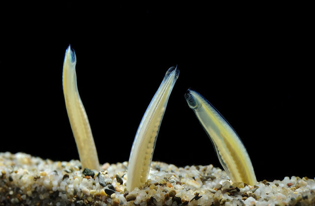 Органы чувств ланцетника &ndash; чем представлены, функции кратко (7 класс, биология)