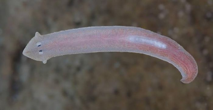 Органы чувств плоских червей &ndash; какие функции характерны, особенности строения кратко (7 класс, биология)