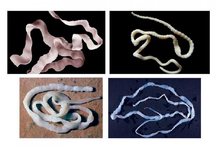 Органы чувств плоских червей &ndash; какие функции характерны, особенности строения кратко (7 класс, биология)