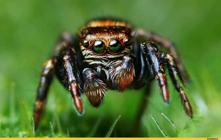 Органы чувств у паукообразных — виды, характеристика и строение