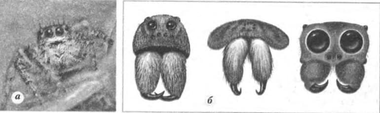 Органы чувств у паукообразных — виды, характеристика и строение