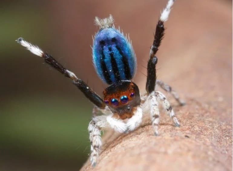 Органы чувств у паукообразных — виды, характеристика и строение