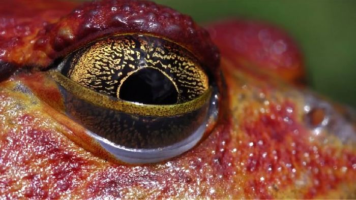 Органы чувств земноводных &ndash; функции кратко в таблице (7 класс, биология)