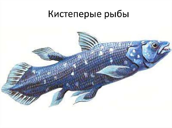 Органы чувств земноводных &ndash; функции кратко в таблице (7 класс, биология)