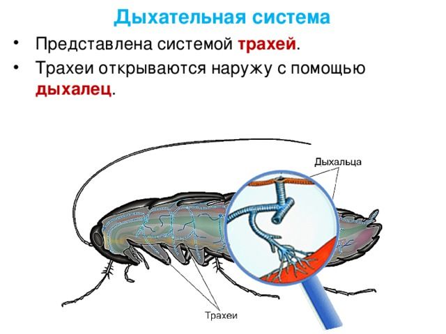 Органы дыхания насекомых &ndash; чем и как дышат, особенности дыхательной системы кратко (7 класс, биология)