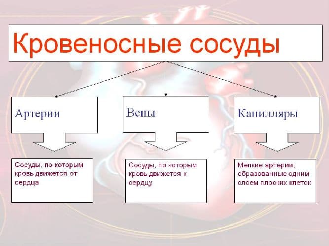Органы кровообращения человека &ndash; функции и значение системы