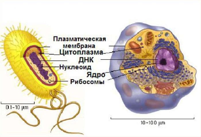 Основные положения клеточной теории и их значение