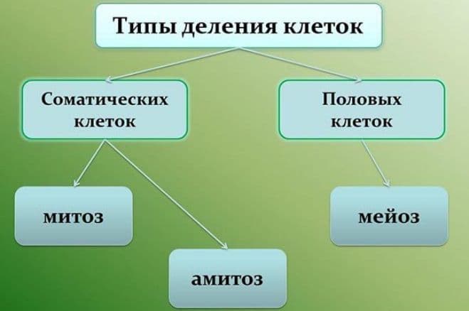 Основные положения клеточной теории и их значение
