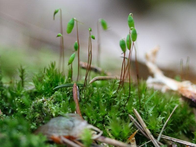 Отдел моховидные &mdash; общая характеристика, интересные факты