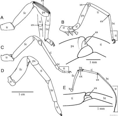 Отделы тела паукообразных &ndash; головогрудь и брюшко