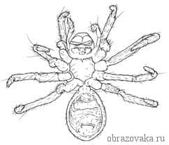 Отделы тела паукообразных &ndash; головогрудь и брюшко