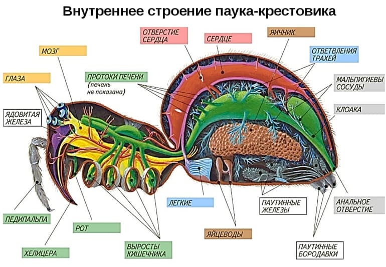 Отделы тела паукообразных — особенности строения органов и покровов
