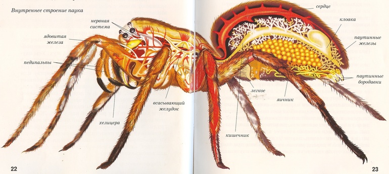 Отделы тела паукообразных — особенности строения органов и покровов
