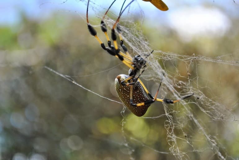 Отделы тела паукообразных — особенности строения органов и покровов